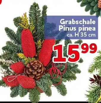 CENTERSHOP Grabschale Pinus pinea Angebot