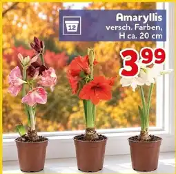 CENTERSHOP Amaryllis Angebot
