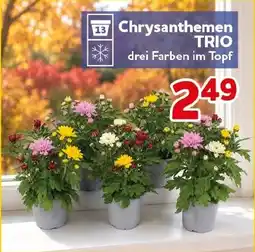 CENTERSHOP Chrysanthemen TRIO Angebot