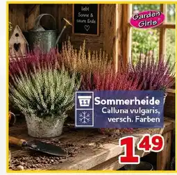 CENTERSHOP Garden Girls Sommerheide Angebot