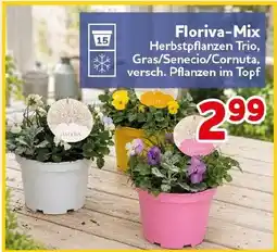 CENTERSHOP Floriva-Mix Angebot