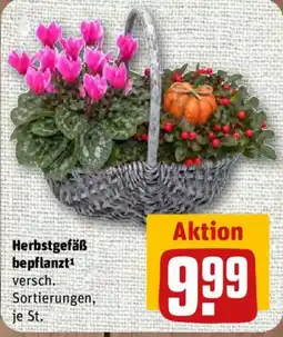 nahkauf Herbstgefäß bepflanzt Angebot