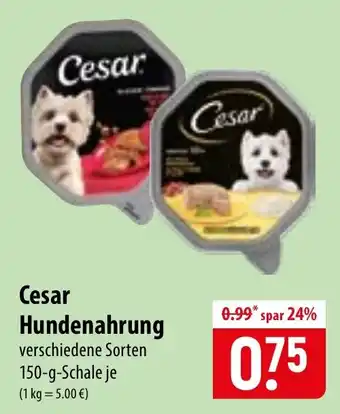 Cesar Hundenahrung