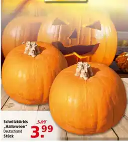 Multi Markt Schnitzkürbis "Halloween" Angebot