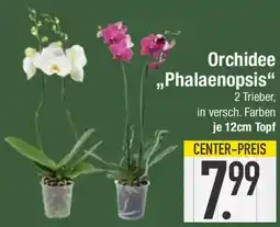 E-Center Orchidee „Phalaenopsis" Angebot