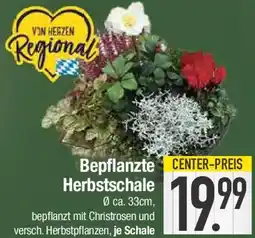 E-Center Bepflanzte Herbstschale Angebot