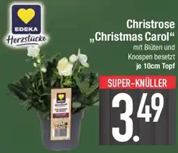 E-Center EDEKA Herzstücke Christrose „Christmas Carol" Angebot