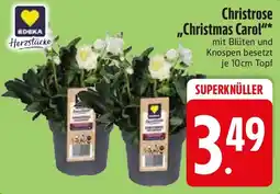 Edeka Christrose "Christmas Carol" Angebot