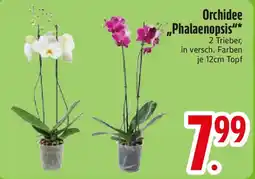 Edeka Orchidee "Phalaenopsis" Angebot