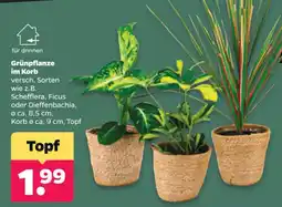 Netto Grünpflanze im Korb Angebot