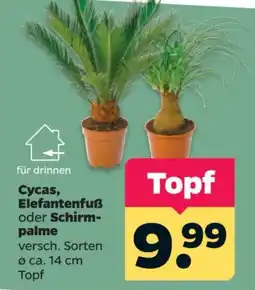 Netto Topf Angebot