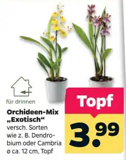 Netto Orchideen-Mix "Exotisch" Angebot