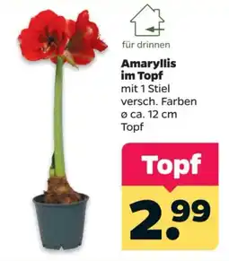 Netto Amaryllis im Topf Angebot