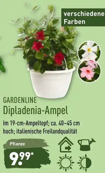 Aldi Nord Gardenline Dipladenia Ampel Angebot