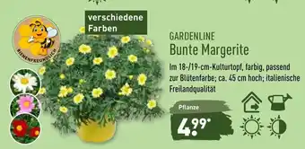 Aldi Nord Gardenline Bunte Margerite Angebot