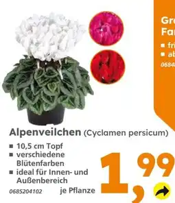 Globus Baumarkt Alpenveilchen (Cyclamen persicum) Angebot
