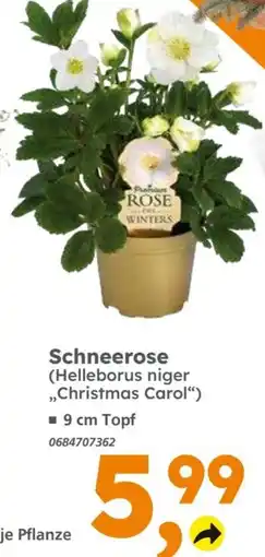 Globus Baumarkt Schneerose (Helleborus niger „Christmas Carol“) Angebot