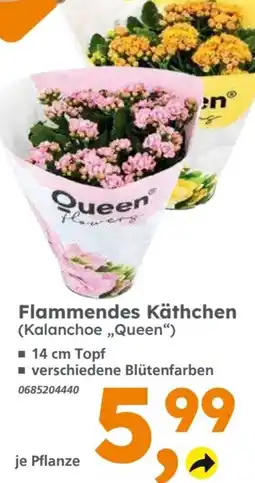 Globus Baumarkt Flammendes Käthchen Angebot