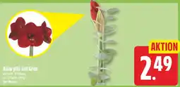 EDEKA Wucherpfennig Amaryllis mit Grün Angebot