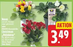 EDEKA Wucherpfennig EDEKA Herzstücke Christrosen "Helleborus" Angebot