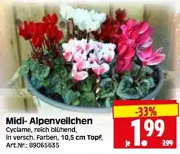 Herkules Baumarkt Midi- Alpenveilchen Angebot