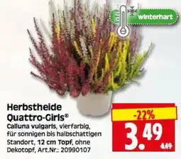 Herkules Baumarkt Herbsttheide Quattro-Girls® Angebot