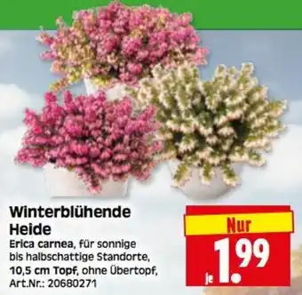 Herkules Baumarkt Winterblühende Heide Angebot