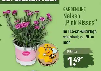 Aldi Nord Gardenline Nelken Pink Kisses Angebot