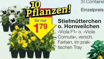 Jawoll Stiefmutterchen o. Hornveilchen Angebot