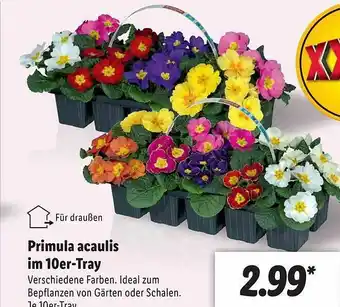 Lidl Primula Acaulis Im 10er-tray Angebot