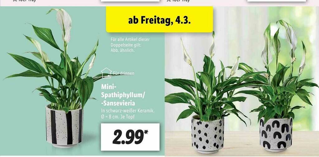 Mini-spathiphylium -sansevieria Angebot bei Lidl