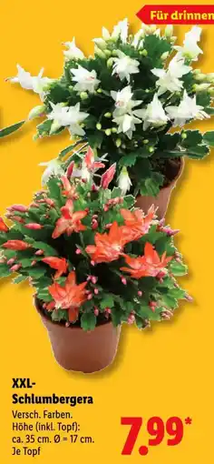 Lidl XXL-Schlumbergera Angebot