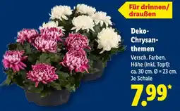 Lidl Deko-Chrysanthemen Angebot