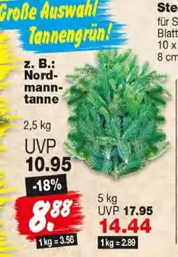 Repo Markt Nordmann-Tanne Angebot