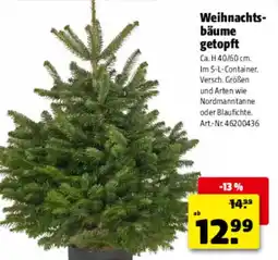 Hagebau Weihnachts-bäume getopft Angebot