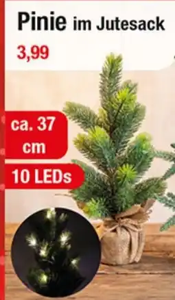 Zimmermann Pinie im Jutesack Angebot