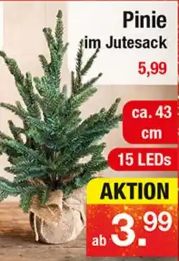 Zimmermann Pinie im Jutesack Angebot