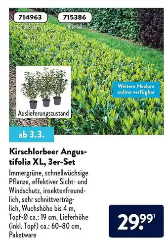 Aldi Nord Kirschlorbeer Angustifolia XL, 3er-set Angebot