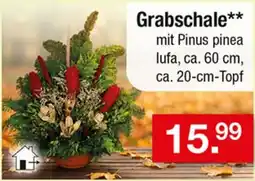 Zimmermann Grabschale** mit Pinus pinea lufa Angebot