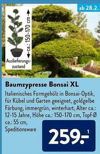 Aldi Nord Baumzypresse Bonsai XL Angebot