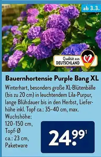 Aldi Nord Bauernhortensie Purple Bang XL Angebot