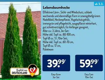 Aldi Nord Lebensbaumhecke Angebot