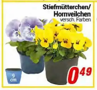 CENTERSHOP Stiefmütterchen Hornveilchen Angebot