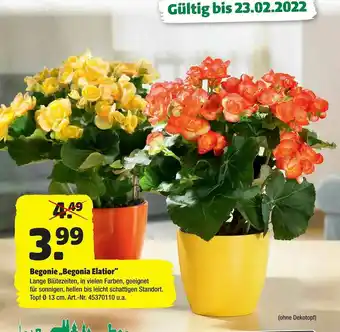 Hagebau Begonie „begonia Elatior“ Angebot