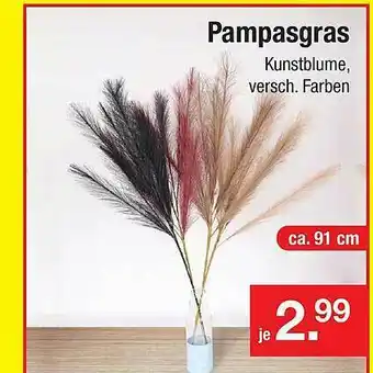 Zimmermann Pampasgras Angebot