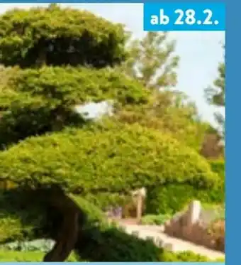 Aldi Nord Baumzypresse Bonsai XL Angebot