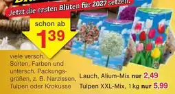 Wiglo Wunderland Lauch, Alium-Mix Angebot