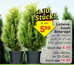 Wiglo Wunderland Lebensbaum Smaragd Angebot