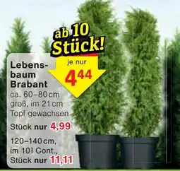 Wiglo Wunderland Lebensbaum Brabant Angebot