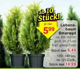 Jawoll Lebensbaum Smaragd Angebot